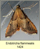 Endotricha flammealis