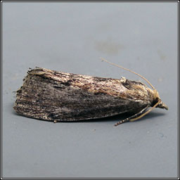 Wax Moth, Galleria mellonella