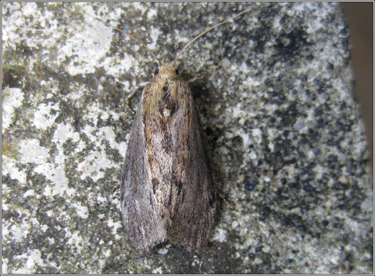 Wax Moth, Galleria mellonella