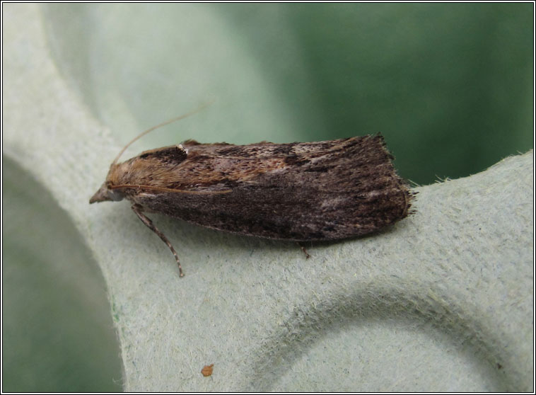 Wax Moth, Galleria mellonella