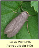 Lesser Wax Moth, Achroia grisella