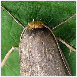 Lesser Wax Moth, Achroia grisella