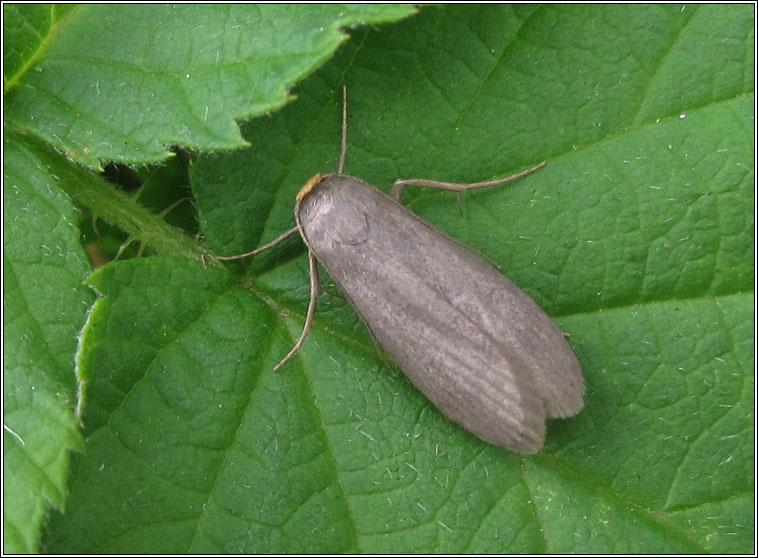 Lesser Wax Moth, Achroia grisella