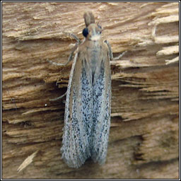 Anerastia lotella