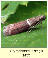 Cryptoblabes bistriga