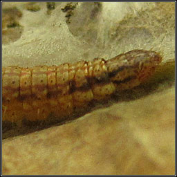 Cryptoblabes bistriga