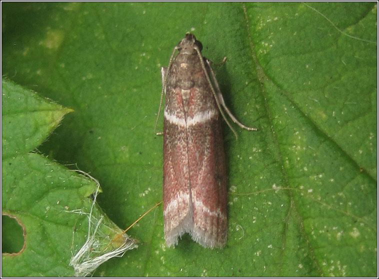 Cryptoblabes bistriga