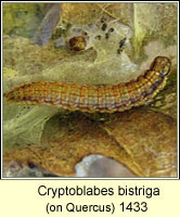 Cryptoblabes bistriga