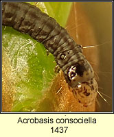 Acrobasis consociella