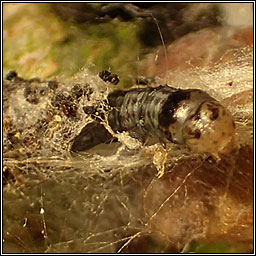 Acrobasis consociella