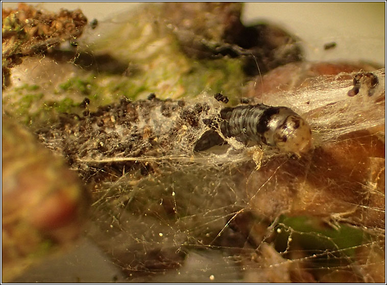 Acrobasis consociella