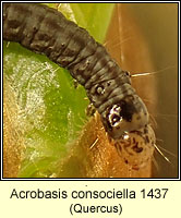 Acrobasis consociella