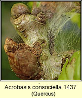 Acrobasis consociella