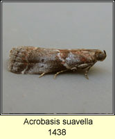 Trachycera suavella