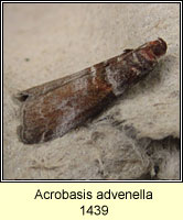 Acrobasis advenella