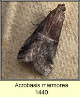 Acrobasis marmorea