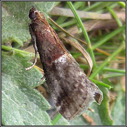 Acrobasis marmorea