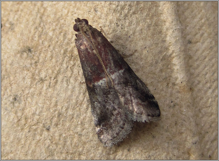 Acrobasis marmorea