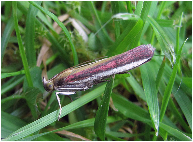 Oncocera semirubella