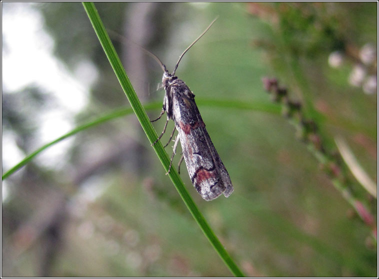 Pempelia palumbella