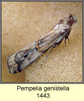 Pempelia genistella