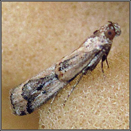 Pempelia genistella