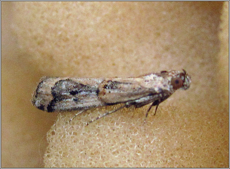 Pempelia genistella