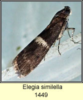 Elegia similella