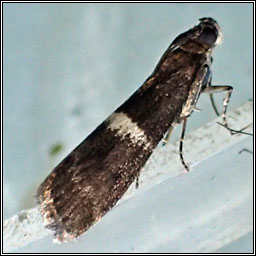 Elegia similella