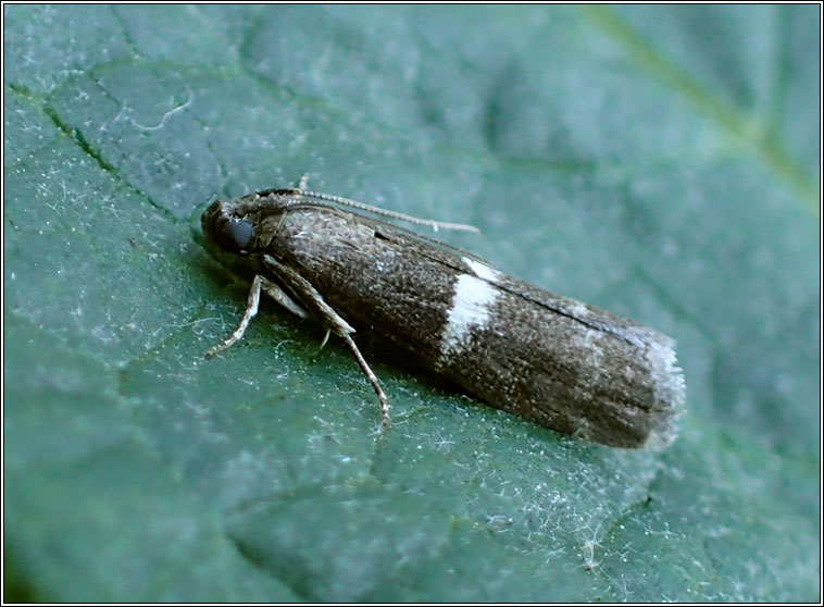 Elegia similella