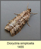 Dioryctria simplicella