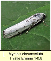 Myelois circumvoluta, Thistle Ermine