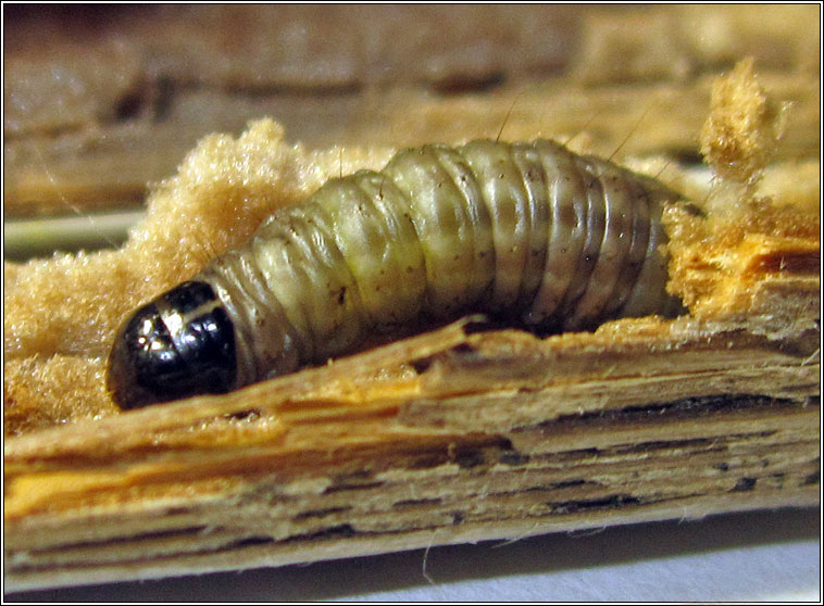 Myelois circumvoluta, Thistle Ermine