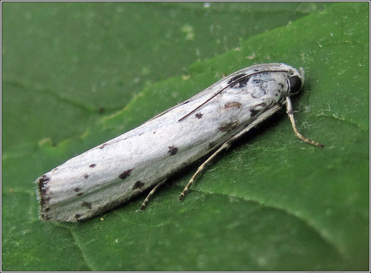 Myelois circumvoluta, Thistle Ermine