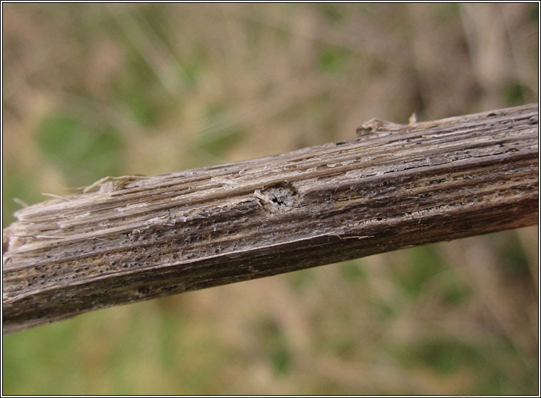 Myelois circumvoluta, Thistle Ermine