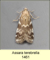 Assara terebrella