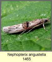 Nephopterix angustella