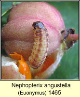 Nephopterix angustella