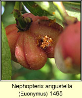 Nephopterix angustella