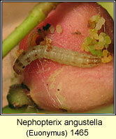 Nephopterix angustella