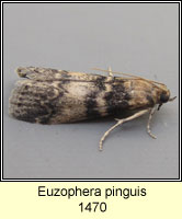 Euzophera pinguis