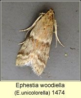 Ephestia parasitella