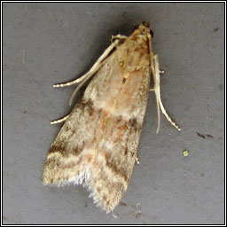 Ephestia woodiella