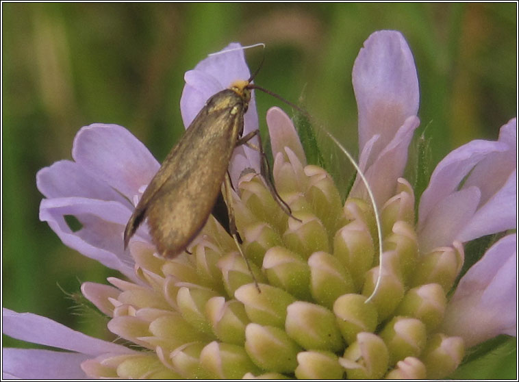 Nemophora metallica