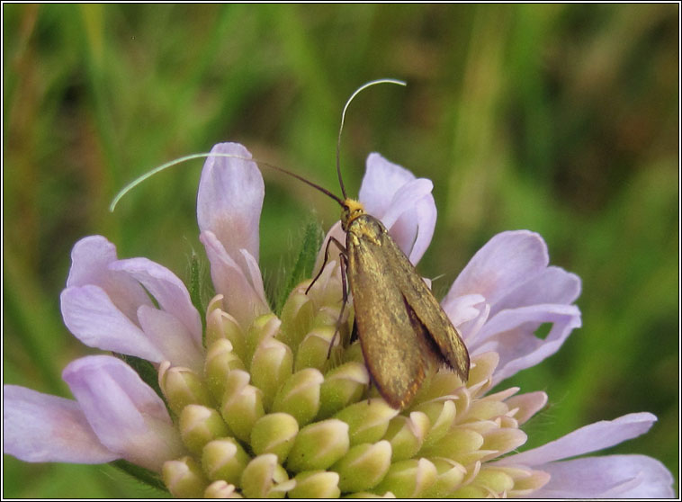 Nemophora metallica