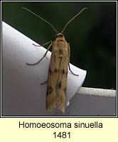 Homoeosoma sinuella