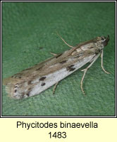 Phycitodes binaevella