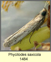 Phycitodes saxicola