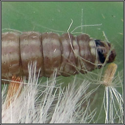 Phycitodes saxicola