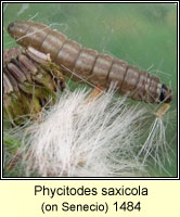 Phycitodes saxicola